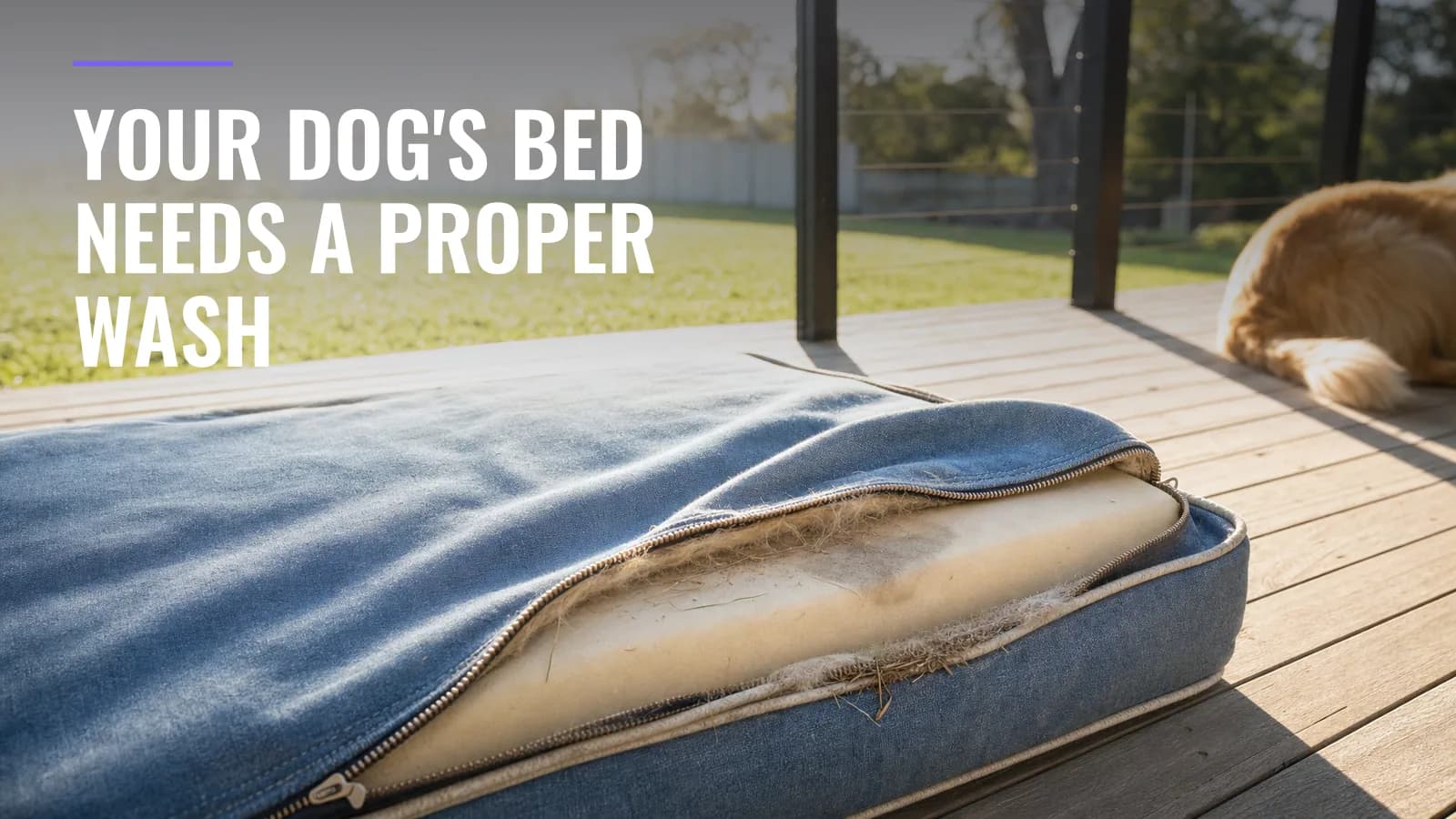 How to Deep Clean a Dog Bed (and Keep It Fresh Between Washes)