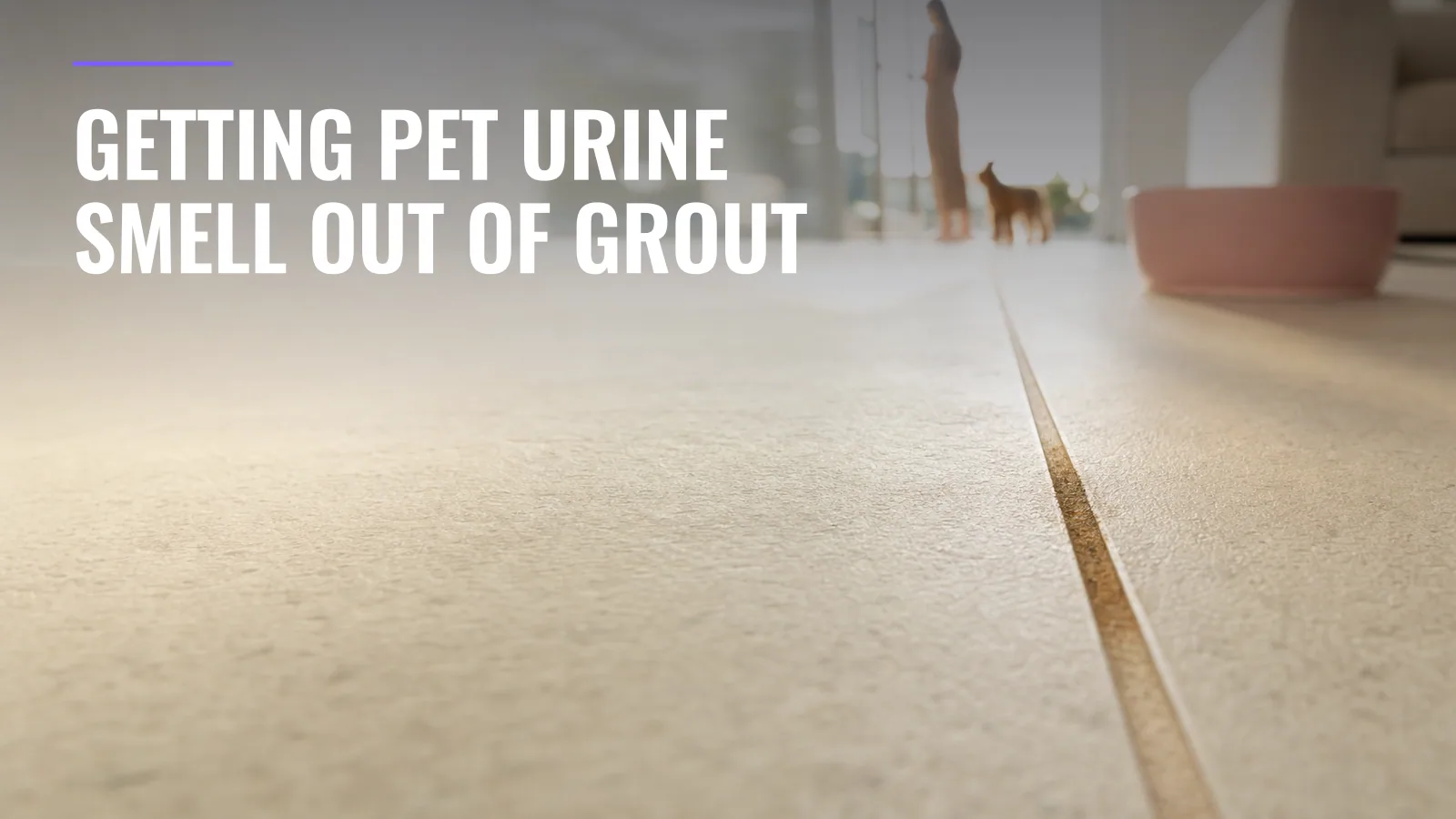Collage grid showing pet urine cleaning essentials: enzyme cleaner spray, dog on clean carpet, mopping floor tiles, baking soda application, and fresh pet-friendly living room