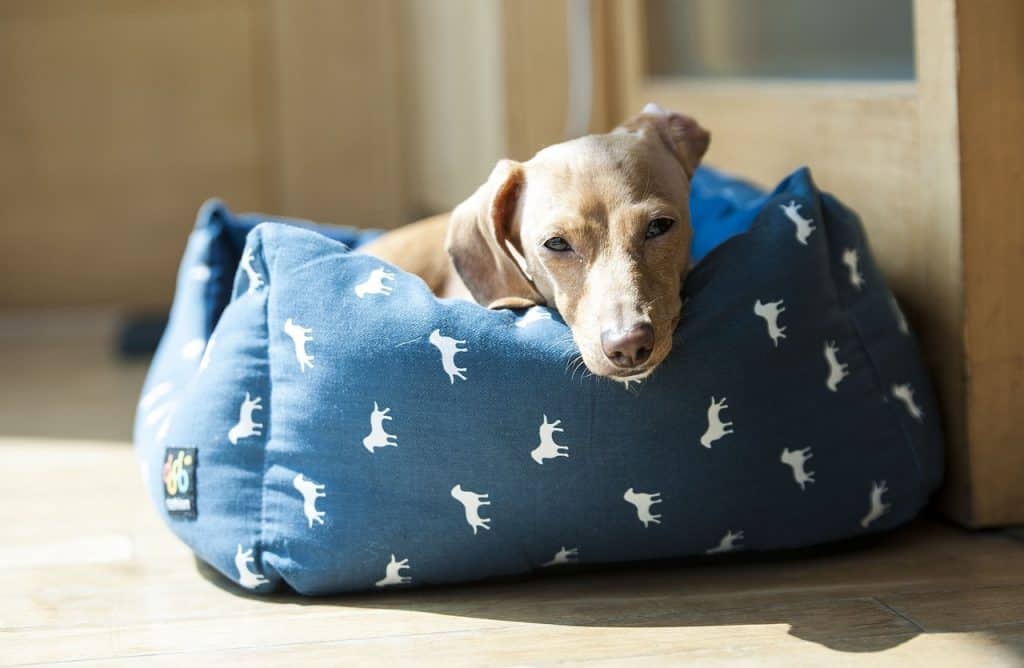 How to Deep Clean a Dog Bed + Tips to Keep it Clean! - Simply Maid